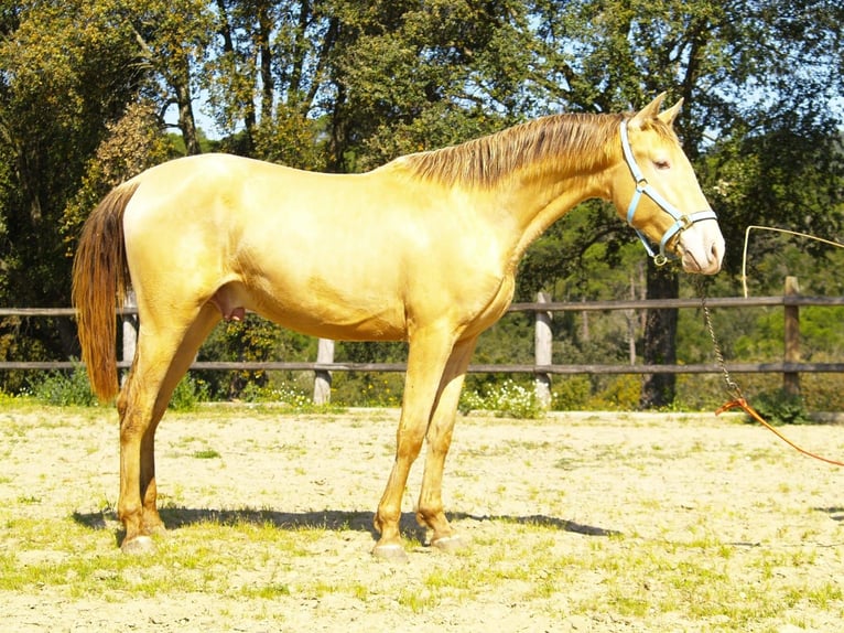 PRE Mix Hengst 2 Jahre 161 cm Champagne in Bejar