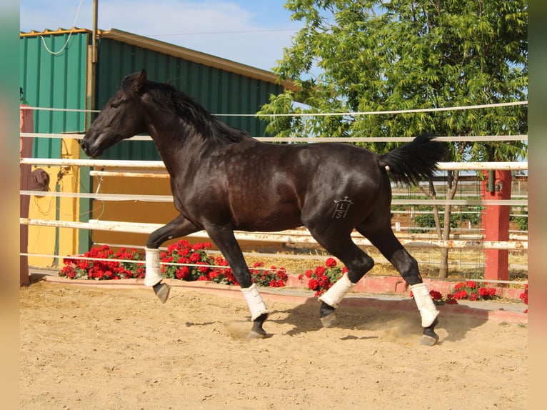 PRE Hengst 2 Jahre 161 cm  in Los Rosales