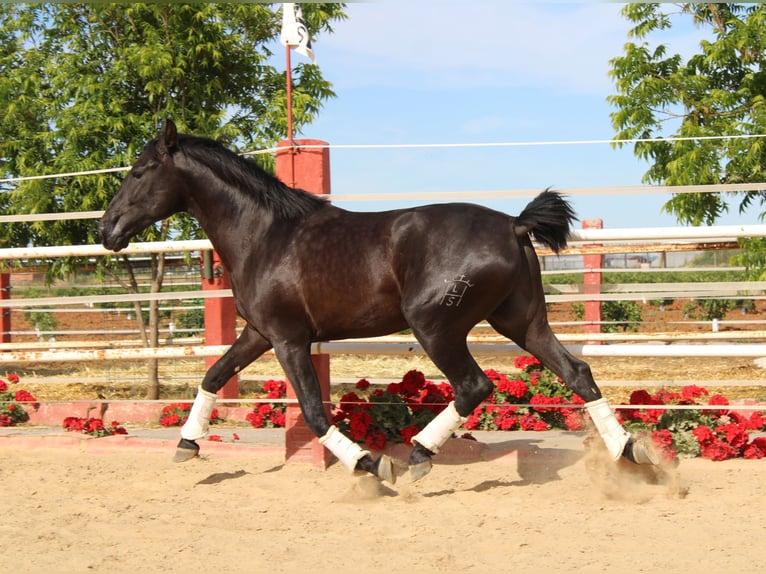 PRE Hengst 2 Jahre 161 cm  in Los Rosales