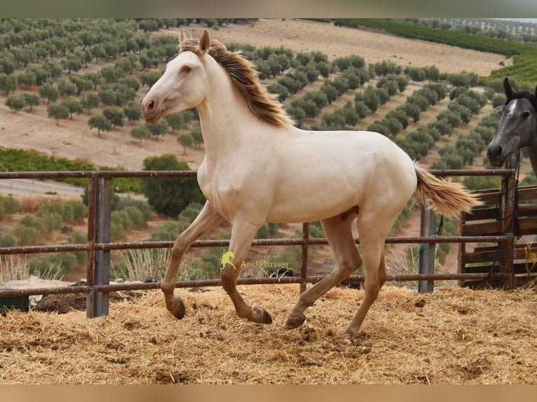 PRE Hengst 2 Jahre 161 cm Pearl in Provinz Cordoba