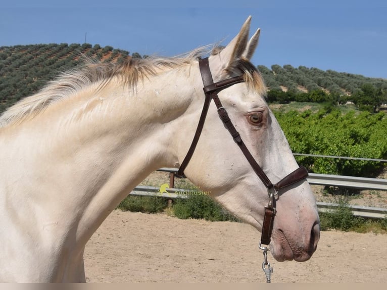 PRE Hengst 2 Jahre 161 cm Pearl in Provinz Cordoba