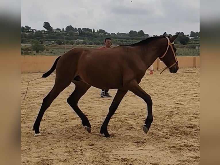 PRE Hengst 2 Jahre 162 cm Brauner in Pedralba