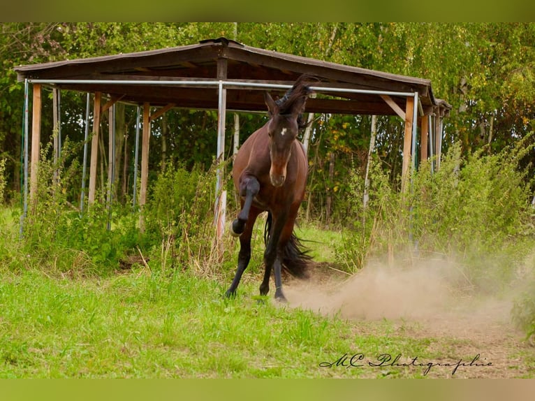 PRE Mix Hengst 2 Jahre 162 cm Brauner in Brandis