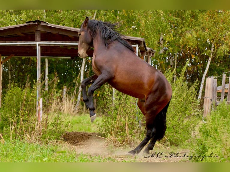 PRE Mix Hengst 2 Jahre 162 cm Brauner in Brandis