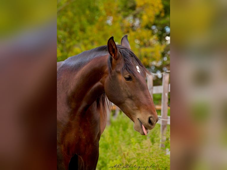 PRE Mix Hengst 2 Jahre 162 cm Brauner in Brandis