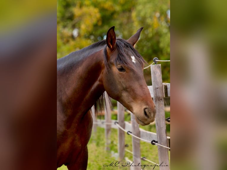 PRE Mix Hengst 2 Jahre 162 cm Brauner in Brandis