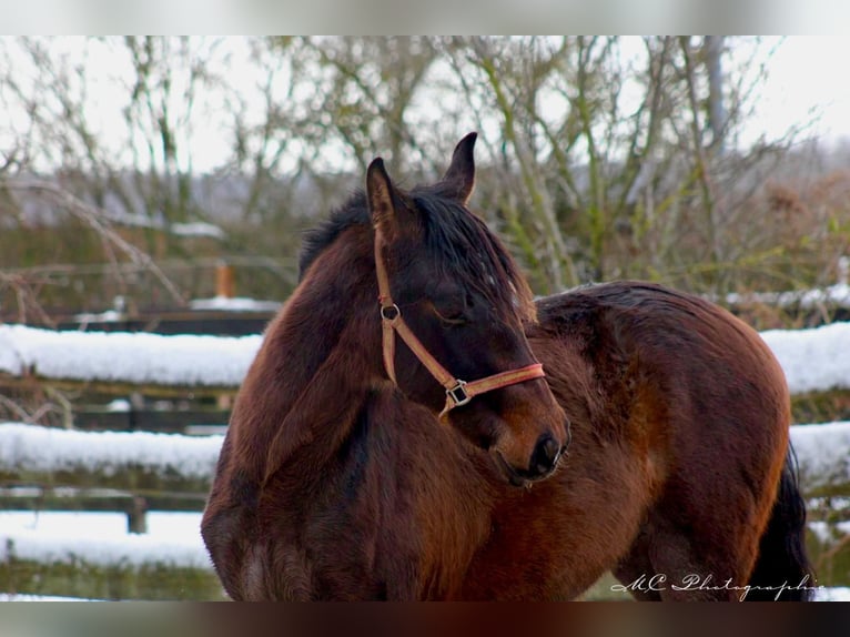 PRE Mix Hengst 2 Jahre 162 cm Brauner in Brandis