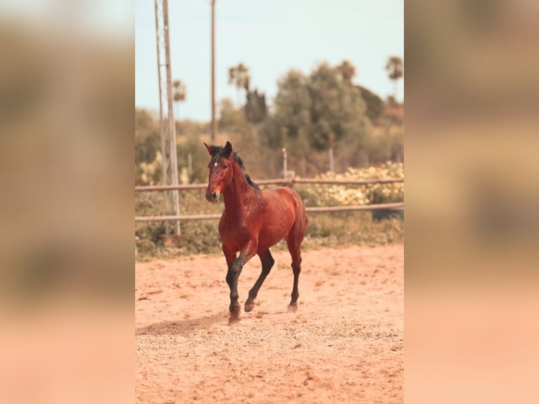 PRE Hengst 2 Jahre 162 cm Brauner in Felanitx