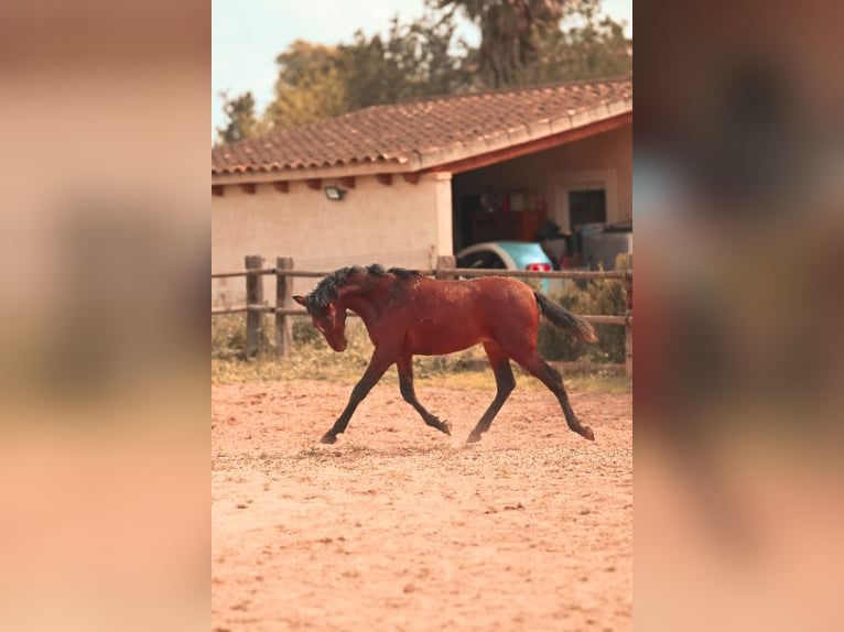 PRE Hengst 2 Jahre 162 cm Brauner in Felanitx