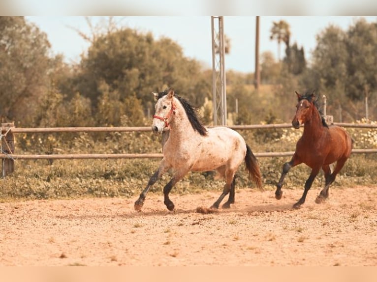 PRE Hengst 2 Jahre 162 cm Brauner in Felanitx