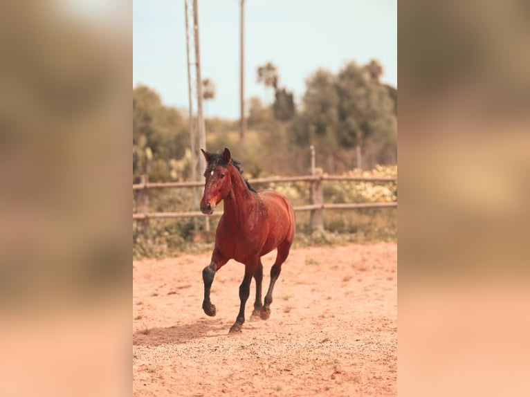 PRE Hengst 2 Jahre 162 cm Brauner in Felanitx