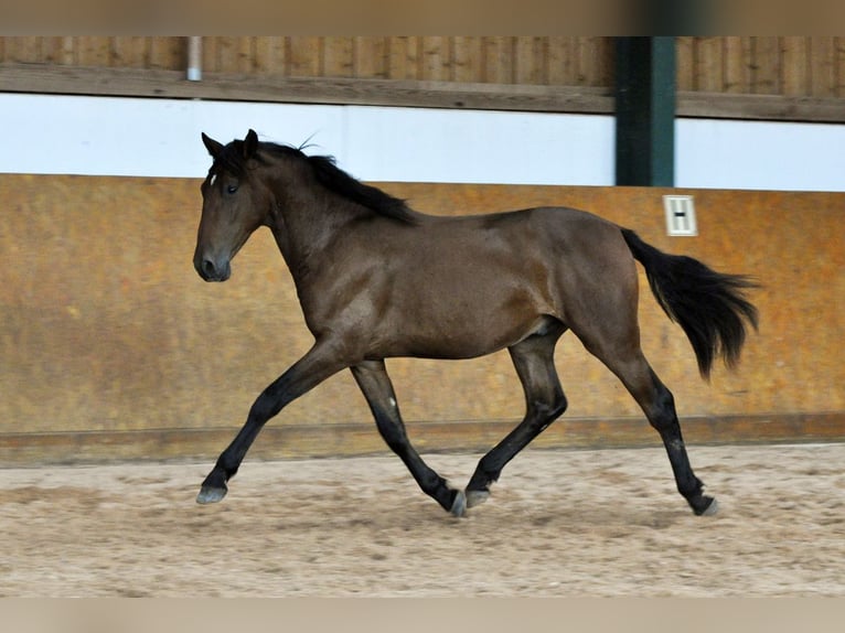 PRE Hengst 2 Jahre 162 cm Brauner in Waldh&#xF6;lzbach