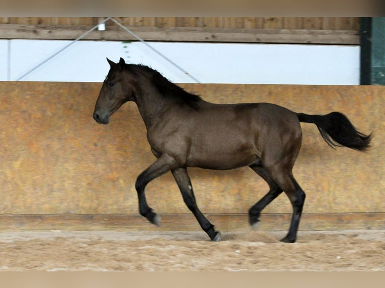 PRE Hengst 2 Jahre 162 cm Brauner in Waldh&#xF6;lzbach