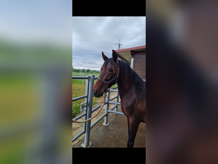 PRE Mix Hengst 2 Jahre 162 cm Dunkelbrauner in Bahlingen am Kaiserstuhl