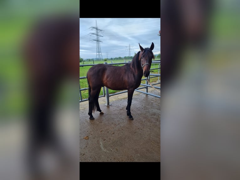 PRE Mix Hengst 2 Jahre 162 cm Dunkelbrauner in Bahlingen am Kaiserstuhl