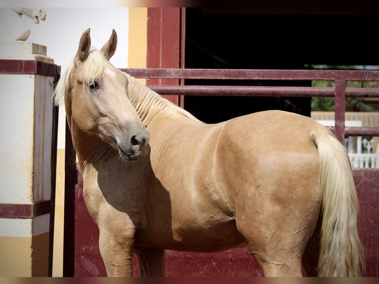 PRE Mix Hengst 2 Jahre 162 cm Palomino in Valencia