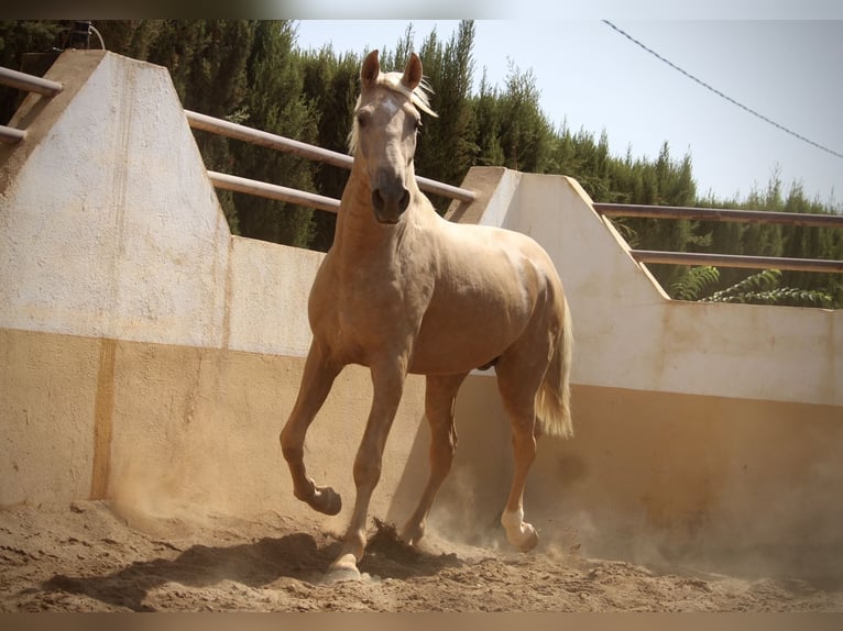 PRE Mix Hengst 2 Jahre 162 cm Palomino in Valencia