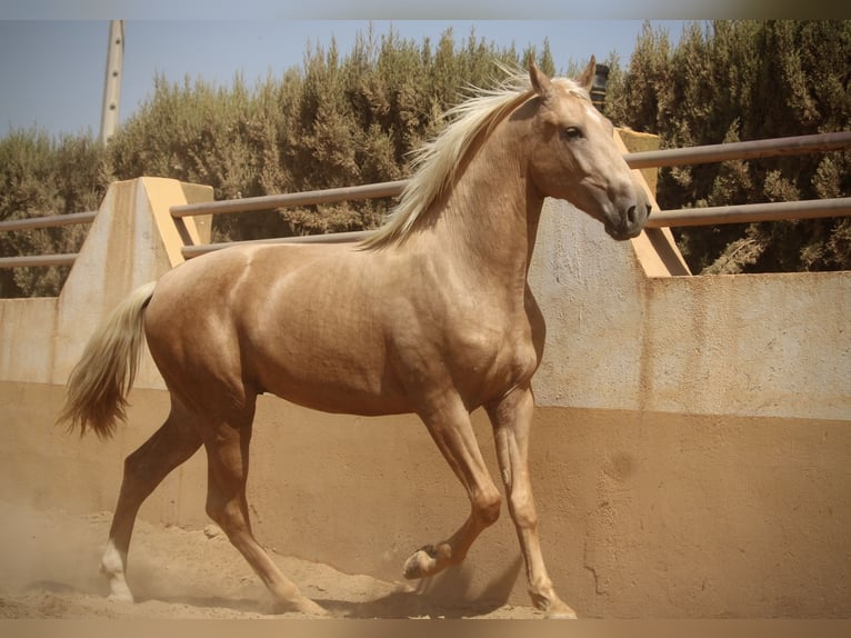 PRE Mix Hengst 2 Jahre 162 cm Palomino in Valencia