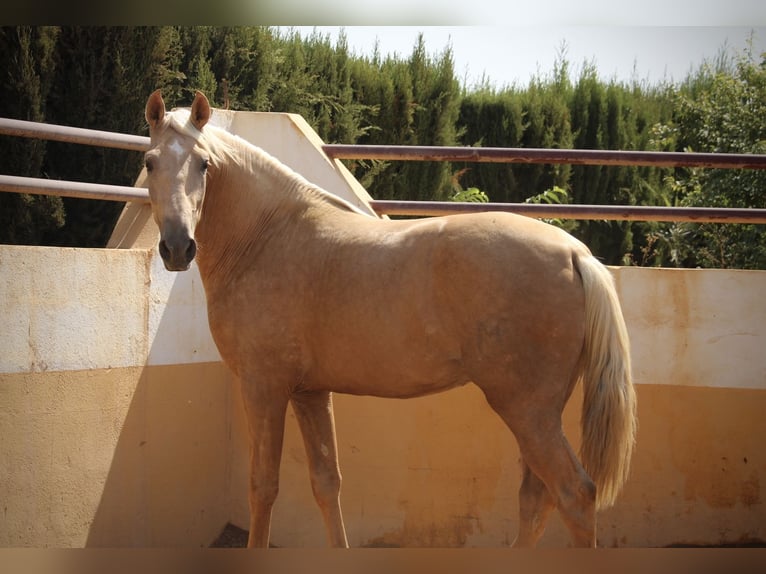 PRE Mix Hengst 2 Jahre 162 cm Palomino in Valencia