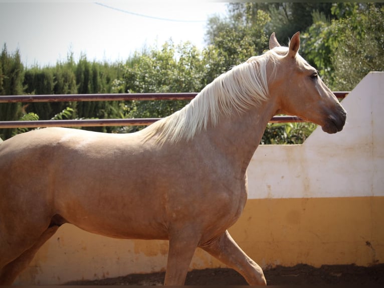 PRE Mix Hengst 2 Jahre 162 cm Palomino in Valencia