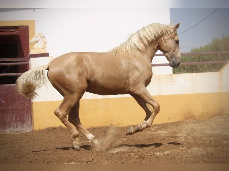 PRE Mix Hengst 2 Jahre 162 cm Palomino in Valencia
