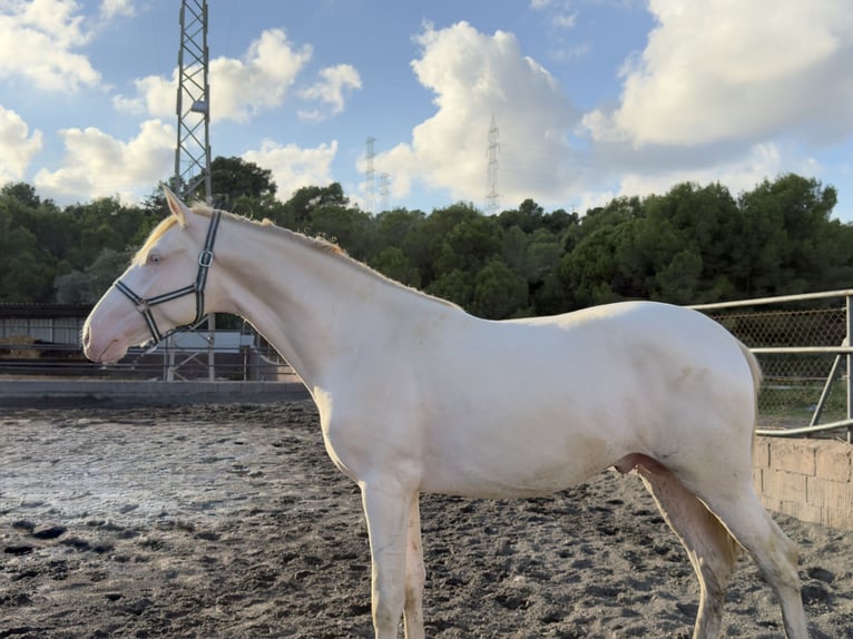 PRE Mix Hengst 2 Jahre 162 cm Perlino in Gava