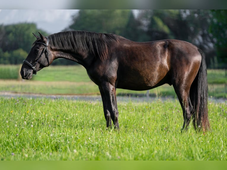 PRE Mix Hengst 2 Jahre 162 cm Rappe in Salzburg