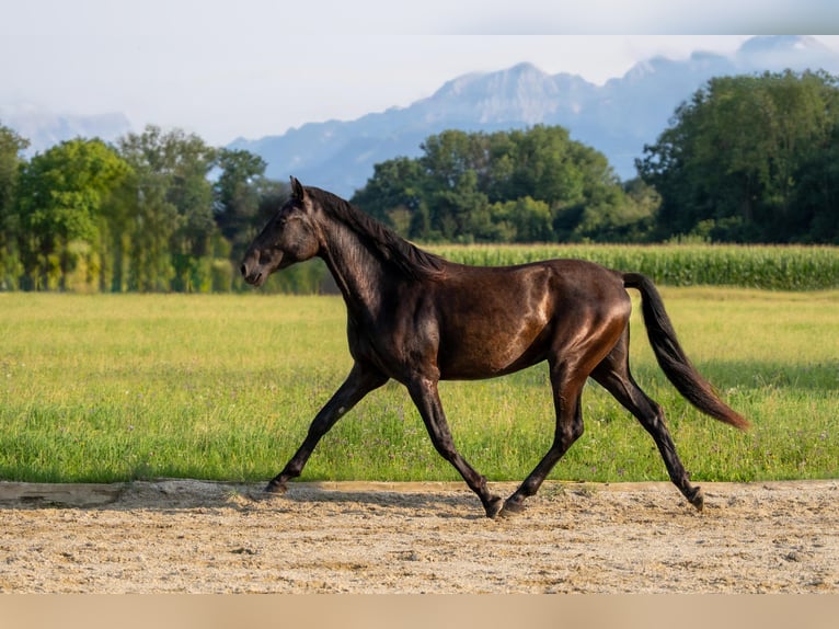PRE Mix Hengst 2 Jahre 162 cm Rappe in Salzburg