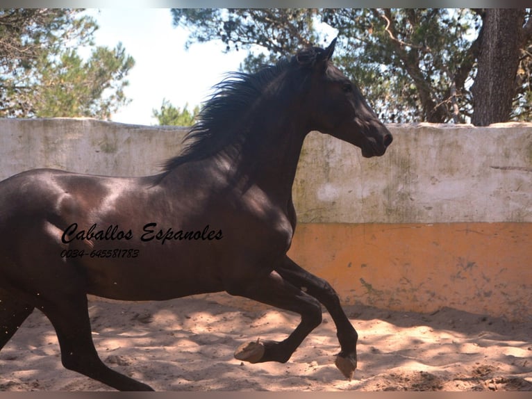 PRE Mix Hengst 2 Jahre 162 cm Rappe in vejer de la frontera