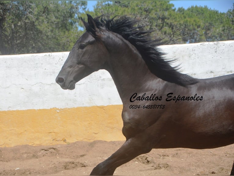 PRE Mix Hengst 2 Jahre 162 cm Rappe in vejer de la frontera