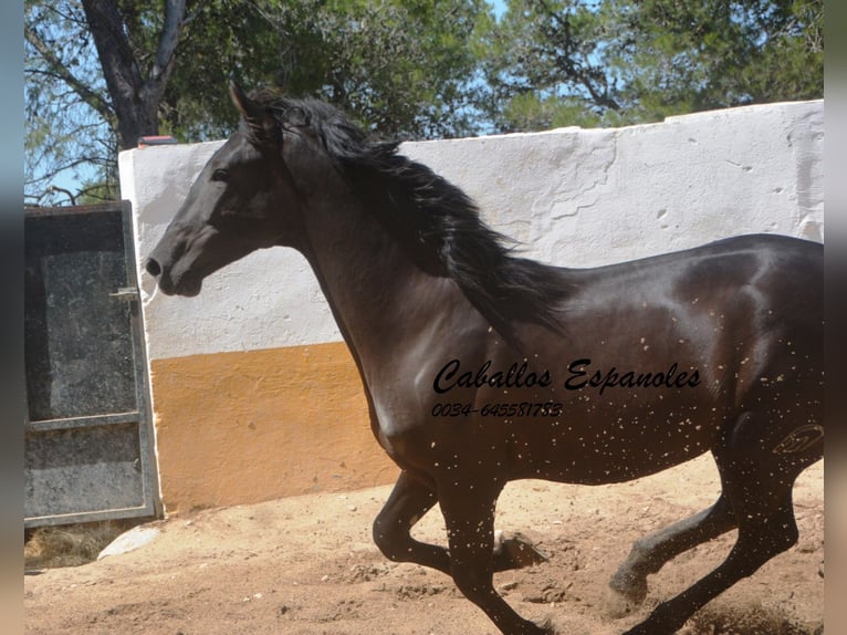 PRE Mix Hengst 2 Jahre 162 cm Rappe in vejer de la frontera