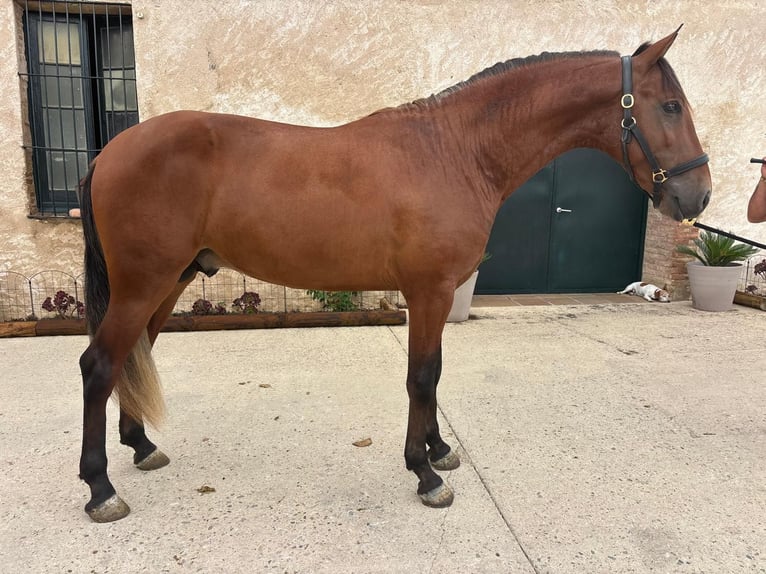 PRE Hengst 2 Jahre 162 cm Rotbrauner in Oststeinbek