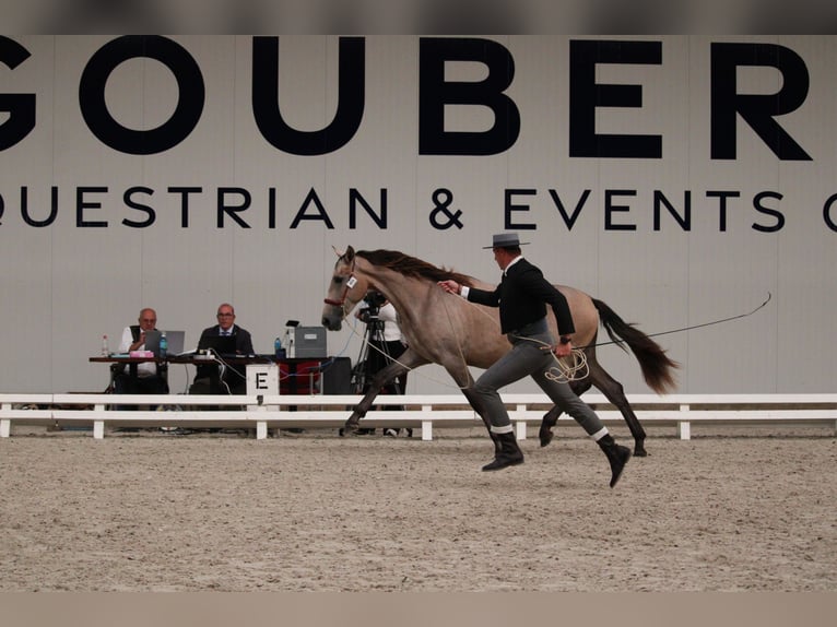 PRE Mix Hengst 2 Jahre 162 cm Schimmel in Alveringem