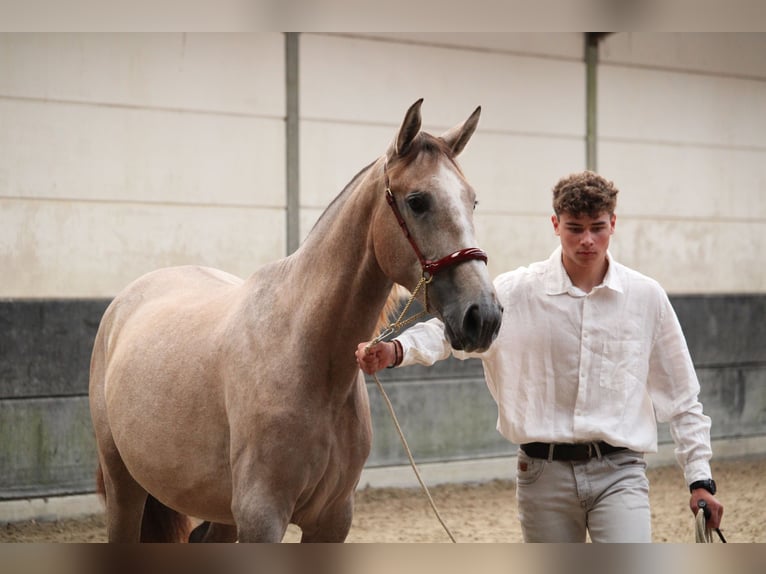 PRE Mix Hengst 2 Jahre 162 cm Schimmel in Alveringem