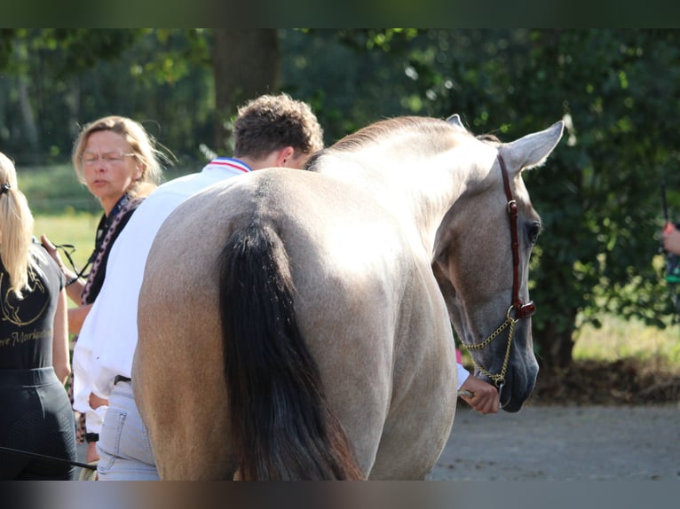 PRE Mix Hengst 2 Jahre 162 cm Schimmel in Alveringem