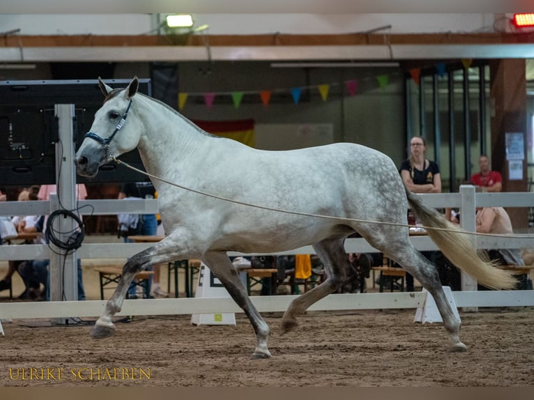 PRE Mix Hengst 2 Jahre 162 cm Schimmel in Alveringem