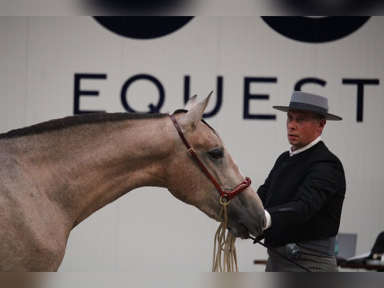 PRE Mix Hengst 2 Jahre 162 cm Schimmel in Alveringem