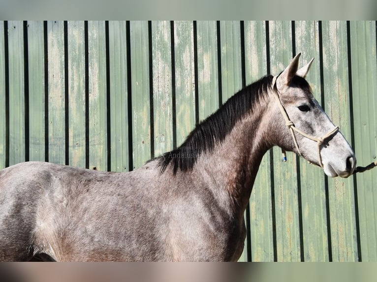 PRE Mix Hengst 2 Jahre 162 cm Schimmel in Provinz Malaga