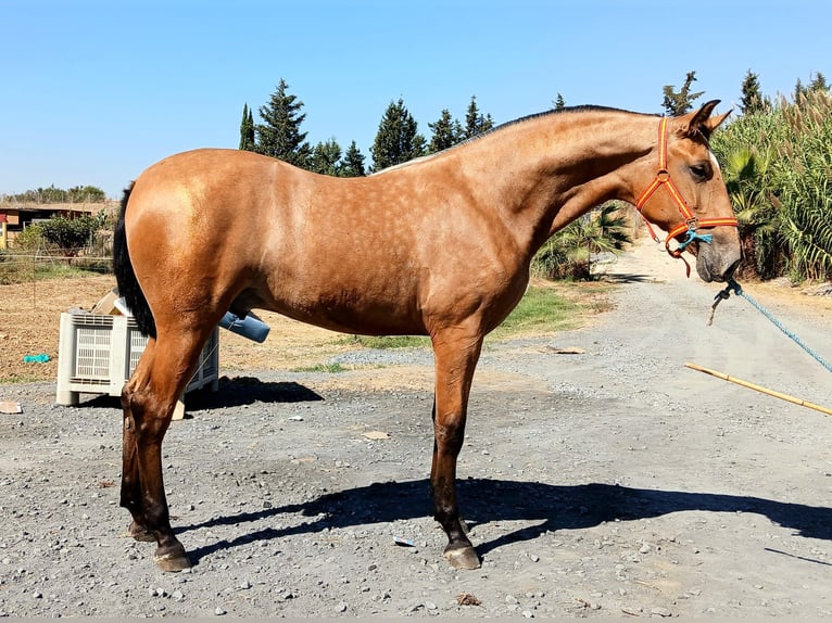 PRE Hengst 2 Jahre 163 cm Buckskin in Huelva