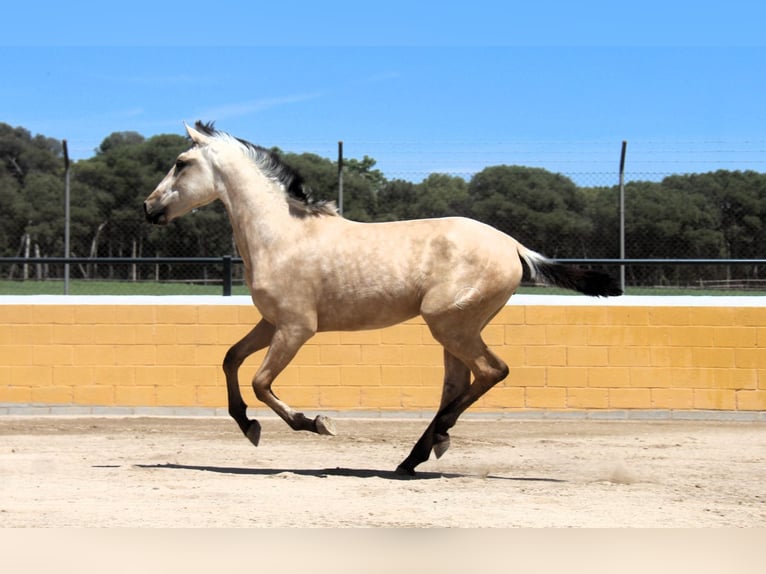 PRE Mix Hengst 2 Jahre 163 cm Falbe in Oststeinbek