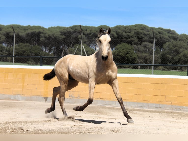 PRE Mix Hengst 2 Jahre 163 cm Falbe in Oststeinbek