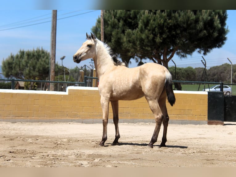 PRE Mix Hengst 2 Jahre 163 cm Falbe in Oststeinbek