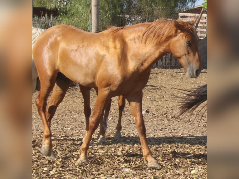 PRE Hengst 2 Jahre 163 cm Fuchs in Alicante