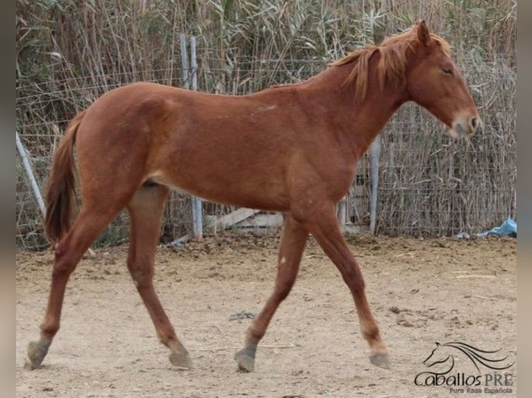 PRE Hengst 2 Jahre 163 cm Fuchs in Alicante