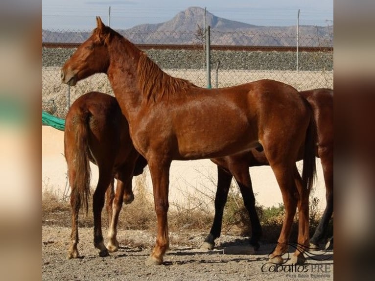 PRE Hengst 2 Jahre 163 cm Fuchs in Alicante