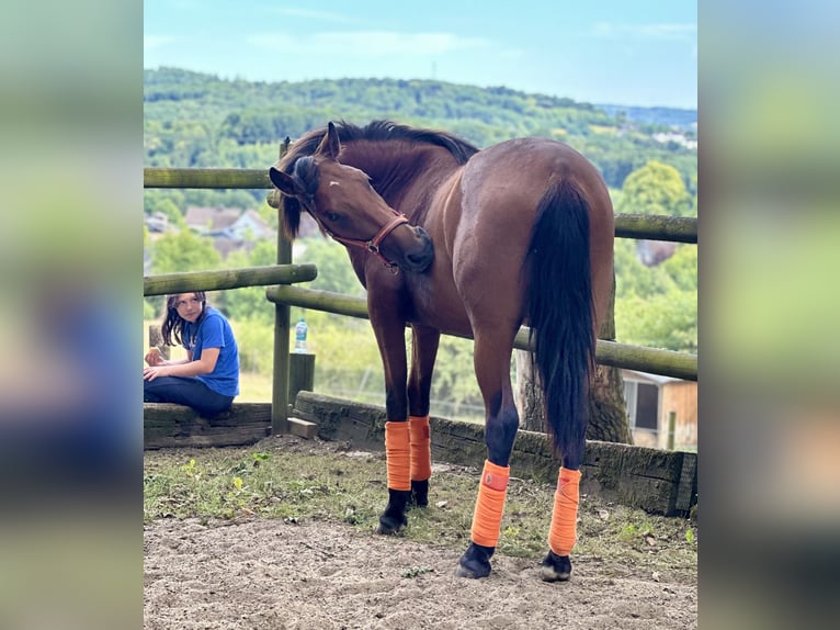 PRE Hengst 2 Jahre 163 cm Hellbrauner in Windeck