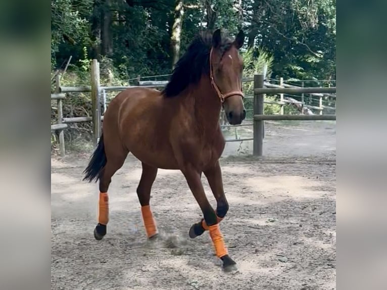 PRE Hengst 2 Jahre 163 cm Hellbrauner in Windeck
