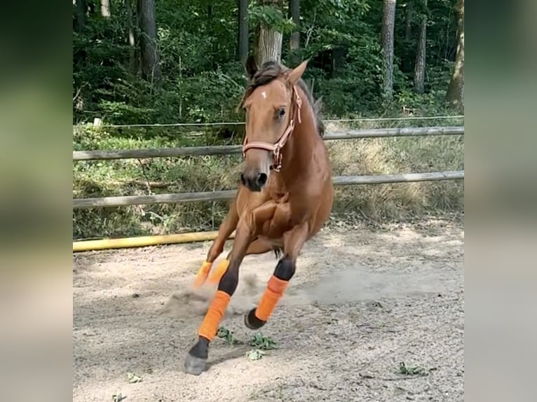 PRE Hengst 2 Jahre 163 cm Hellbrauner in Windeck