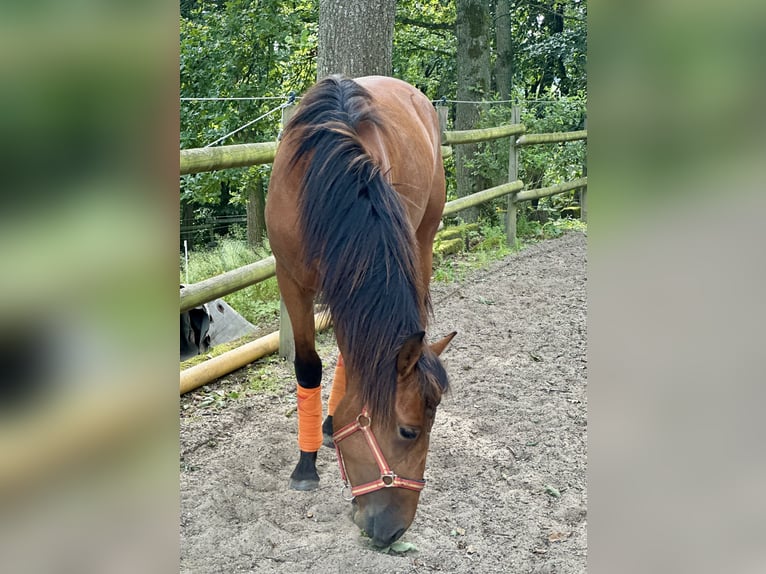 PRE Hengst 2 Jahre 163 cm Hellbrauner in Windeck