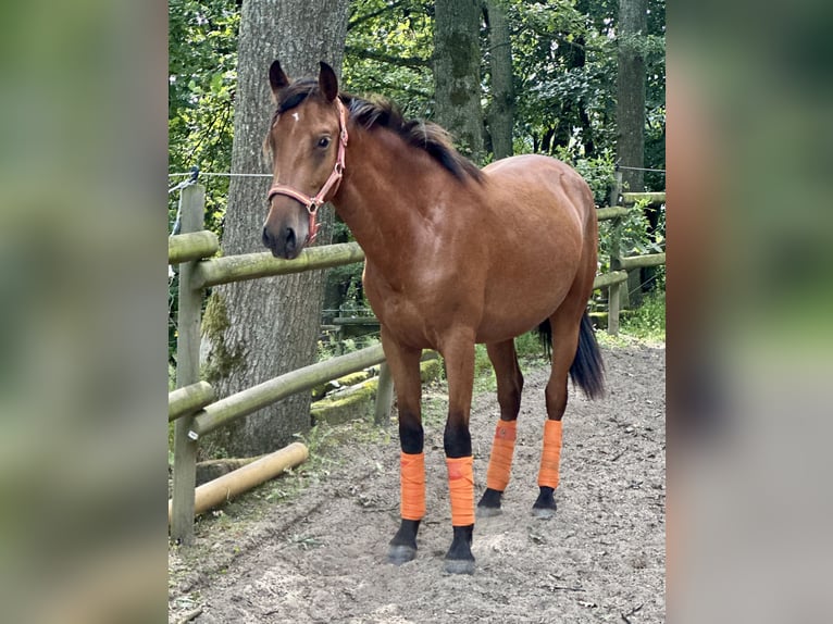 PRE Hengst 2 Jahre 163 cm Hellbrauner in Windeck